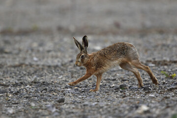 Naklejka premium Lièvre d'Erurope Lepus europaeus à la course