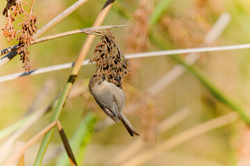 A tiny bird hanging on marsh grass. Bushtit at Oso Flaco Lake in Oceano, California