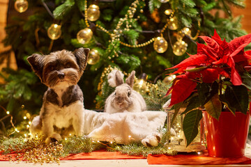 New year under the tree from a dog and a rabbit. Biewer Terrier under the garland around Prasanthi. High quality photo