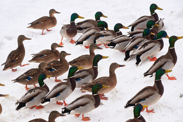 Obraz premium wild ducks on a frozen snow-covered lake. winter landscape