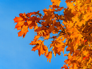Autumn maple leaves against the blue sky