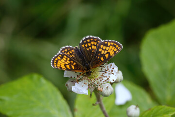 A Heath Fritillary Butterfly nectering on a Bramble flower.
