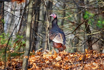 Wild Turkey