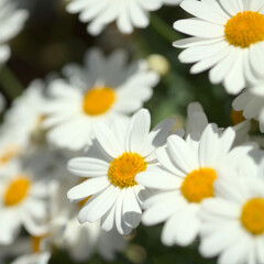 Fototapeta premium Flora of Gran Canaria - Argyranthemum, marguerite daisy endemic to the Canary Islands