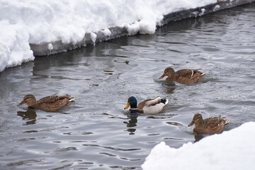wild ducks on a frozen snow-covered lake. winter landscape
