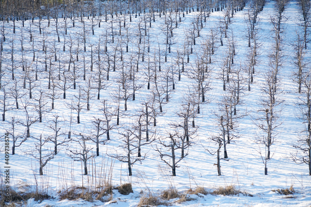 Wall mural apple orchard in winter after snow