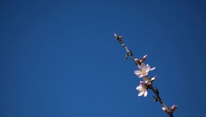 Horticulture of Gran Canaria -  almond trees blooming in Tejeda in January, macro floral background