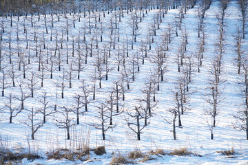 apple orchard in winter after snow