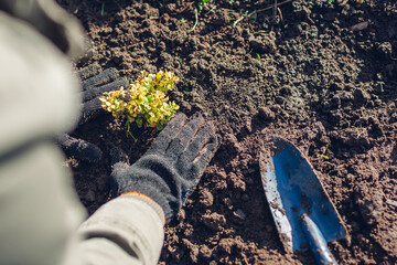 Obraz premium Gardener transplanting barberry bush from container into soil. Spring gardening work. Thunberg's yellow barberry