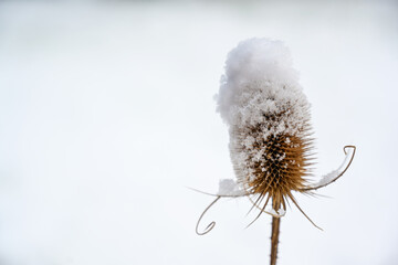 Dry seed stand of the wild teasel (Dipsacus fullonum) with a snow cap in winter, copy space, selected focus, narrow depth of field