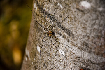 spider on a leaf