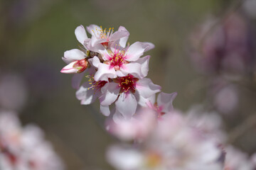 Horticulture of Gran Canaria -  almond trees blooming in Tejeda in January, macro floral background