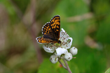A Heath Fritillary Butterfly nectering on a Bramble flower.