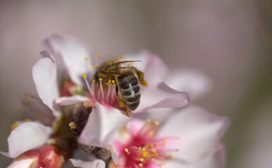 Horticulture of Gran Canaria -  almond trees blooming in Tejeda in January, macro floral background