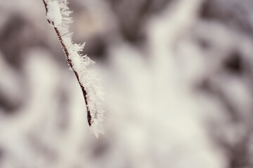 Frozen tree branches with a blurred background.