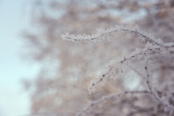 Frozen tree branches with a blurred background.