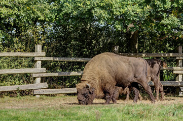 Fototapeta premium The heaviest land mammal in Europe, bison on pasture. A rather rare picture in Germany..