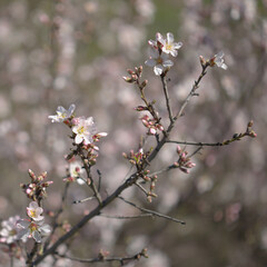 Horticulture of Gran Canaria -  almond trees blooming in Tejeda in January, macro floral background
