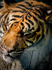 Close up of a tiger