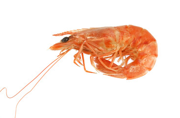 fresh cooked shrimp isolated on white background
