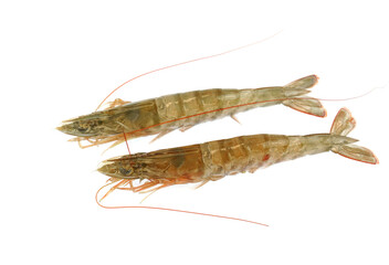Fresh living shrimp isolated on white background