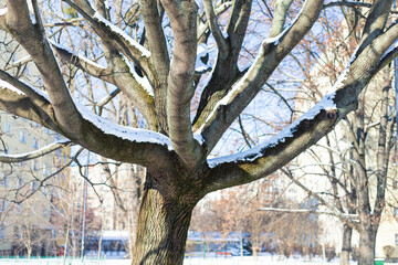 Branches of a tree covered by snow against the sky