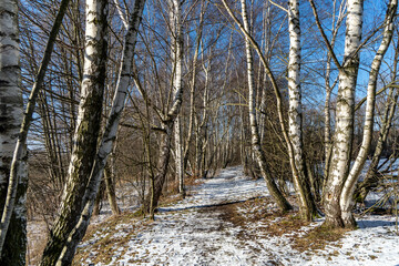 Verschneiter Weg in einen Birkenwald in Thüringen