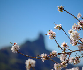 Horticulture of Gran Canaria -  almond trees blooming in Tejeda in January, floral background