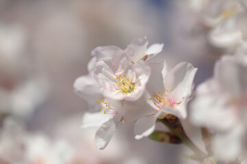 Horticulture of Gran Canaria -  almond trees blooming in Tejeda in January, macro floral background