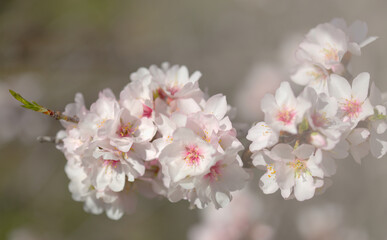 Horticulture of Gran Canaria -  almond trees blooming in Tejeda in January, macro floral background