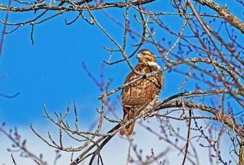 red tailed hawk