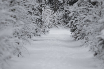 Fototapeta na wymiar Beautiful winter forest. Snow-covered path in the forest.