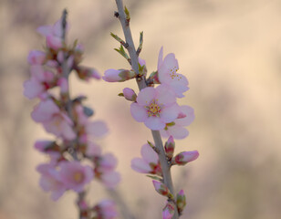 Horticulture of Gran Canaria - almond trees blooming in Tejeda in January, macro floral background