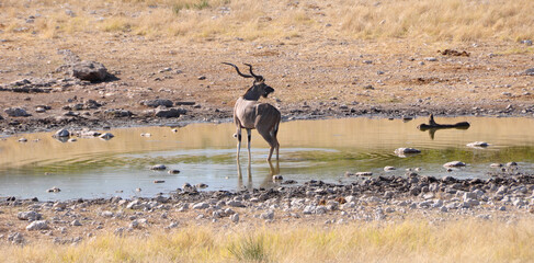 Fototapeta na wymiar Ein prächtiger Kudu im Etosha Nationalpark. A huge Kudu in Etosha Nationalpark