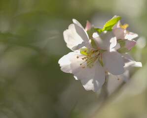 Horticulture of Gran Canaria -  almond trees blooming in Tejeda in January, macro floral background