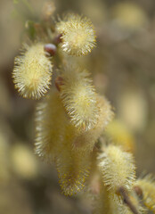 Obraz premium Flora of Gran Canaria - Salix canariensis, Canary Islands willow, soft light yellow catkins flowering in winter
