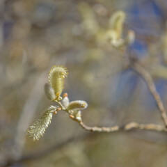 Flora of Gran Canaria -  Salix canariensis, Canary Islands willow, soft light yellow catkins flowering in winter