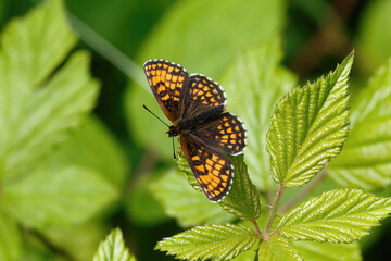 A Heath Fritillary Butterfly basking on a Bramble leaf.