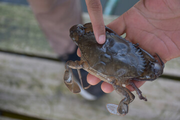 Close up Soft shell crab in hand and in box with old crab shell