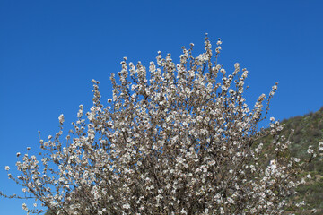 Horticulture of Gran Canaria -  almond trees blooming in Tejeda in January, macro floral background