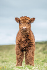 Highland calf on Dartmoor
