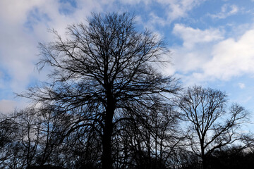 Silhouettes of leafless trees against cloudy sky