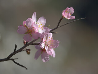 Obraz premium Horticulture of Gran Canaria - almond trees blooming in Tejeda in January, macro floral background 