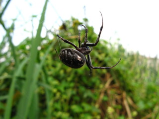 Exotic poison and dangerous spider macro view in a natural garden.