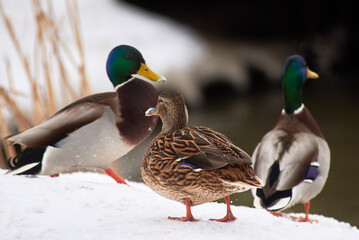 wild ducks on a frozen snow-covered lake. winter landscape