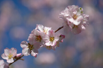 Horticulture of Gran Canaria -  almond trees blooming in Tejeda in January, macro floral background