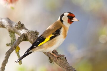 The Goldfinch (Carduelis carduelis) on the tree branch