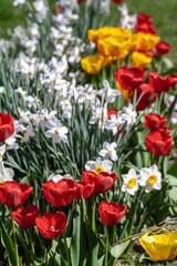 Fototapeta premium bright spring flowerbed with red and orange tulips and white narcissus in full blossom, beautiful colorful inflorescences in warm and cosy direct sunlight, natural floral blurred background pattern