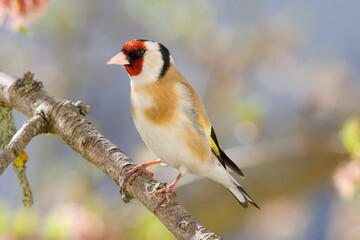 The Goldfinch (Carduelis carduelis) on the tree branch
