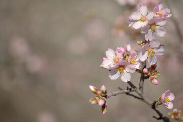 Fototapeta na wymiar Horticulture of Gran Canaria - almond trees blooming in Tejeda in January, macro floral background